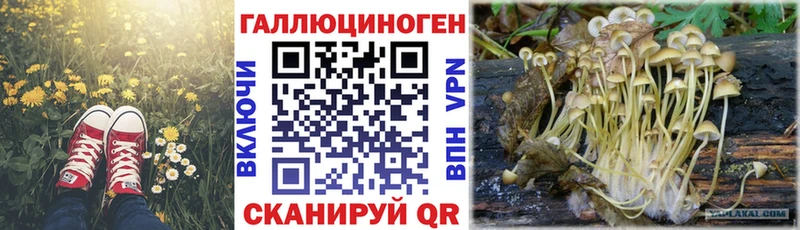 дарнет шоп  Гвардейск  Галлюциногенные грибы прущие грибы 